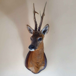 Extreem hoog gewei! Opgezette reebok kop schoudermontage